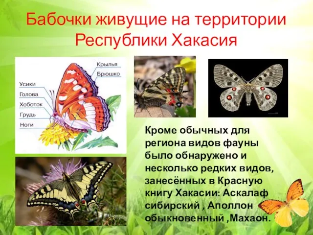 Бабочки живущие на территории Республики Хакасия Кроме обычных для региона видов фауны