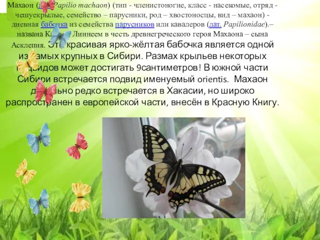 Махаон (лат. Papilio machaon) (тип - членистоногие, класс - насекомые, отряд -