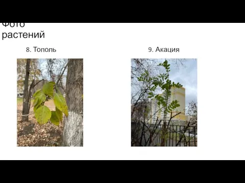 Фото растений 8. Тополь 9. Акация