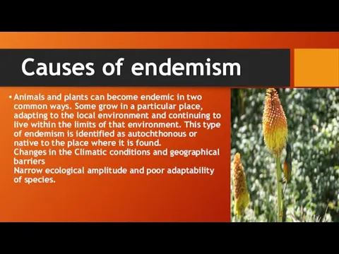 Causes of endemism Animals and plants can become endemic in two common