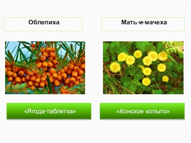 «Ягода-таблетка» «Конское копыто» Облепиха Мать-и-мачеха