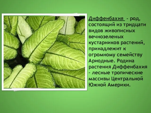 Диффенбахия - род, состоящий из тридцати видов живописных вечнозеленых кустарников растений, принадлежит