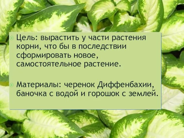 Цель: вырастить у части растения корни, что бы в последствии сформировать новое,