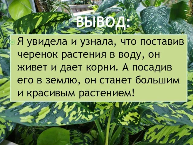 ВЫВОД:: Я увидела и узнала, что поставив черенок растения в воду, он