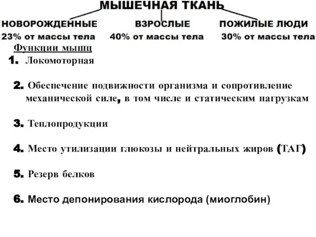 Функции мышц Локомоторная 2. Обеспечение подвижности организма и сопротивление механической силе, в