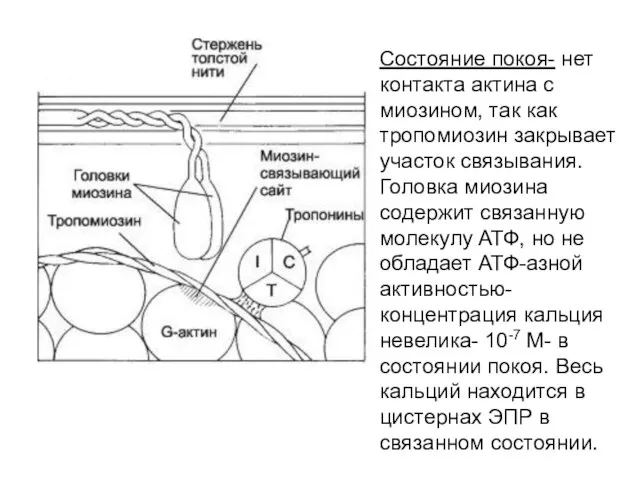 Состояние покоя- нет контакта актина с миозином, так как тропомиозин закрывает участок