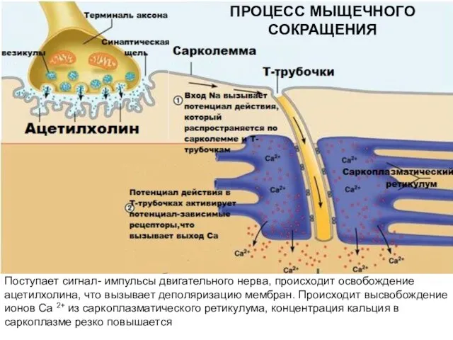 Поступает сигнал- импульсы двигательного нерва, происходит освобождение ацетилхолина, что вызывает деполяризацию мембран.