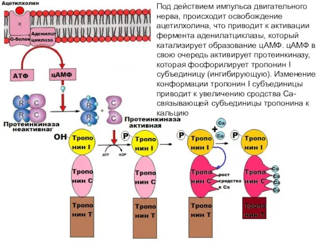 Под действием импульса двигательного нерва, происходит освобождение ацетилхолина, что приводит к активации