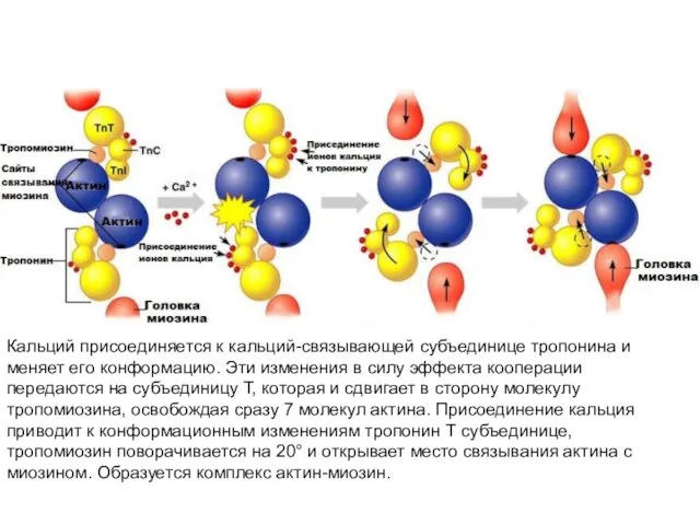 Кальций присоединяется к кальций-связывающей субъединице тропонина и меняет его конформацию. Эти изменения