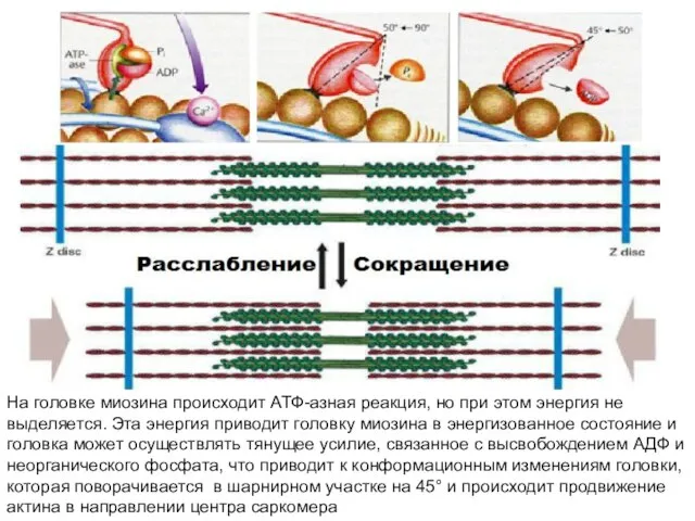 На головке миозина происходит АТФ-азная реакция, но при этом энергия не выделяется.