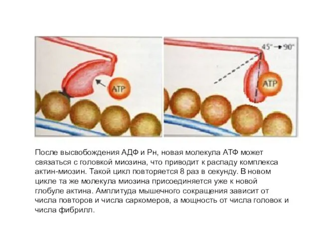 После высвобождения АДФ и Рн, новая молекула АТФ может связаться с головкой