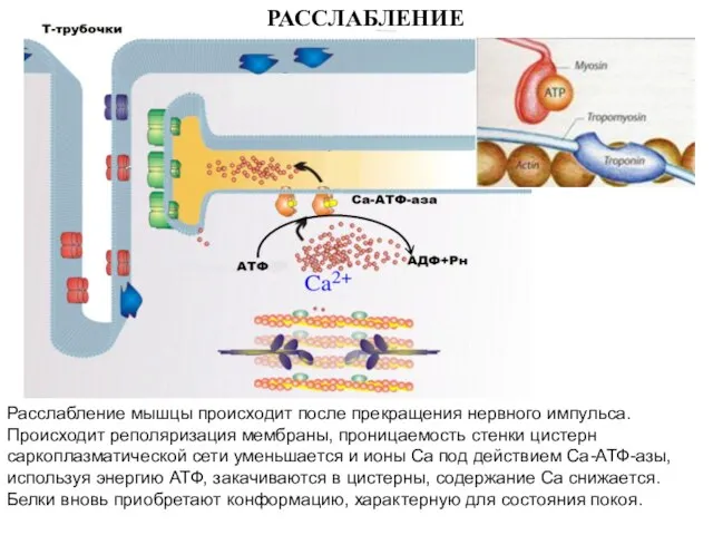 Расслабление мышцы происходит после прекращения нервного импульса. Происходит реполяризация мембраны, проницаемость стенки
