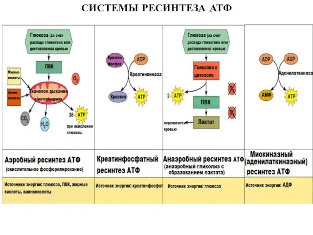 СИСТЕМЫ РЕСИНТЕЗА АТФ