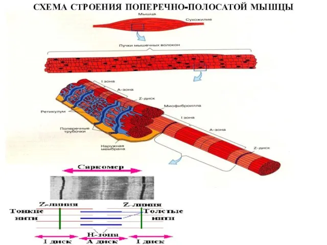 СХЕМА СТРОЕНИЯ ПОПЕРЕЧНО-ПОЛОСАТОЙ МЫШЦЫ