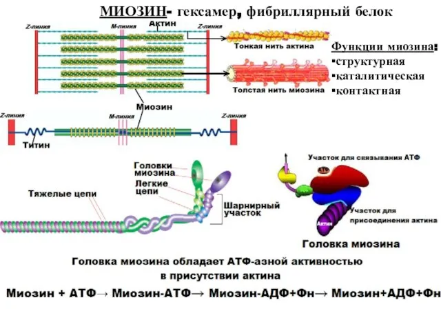 МИОЗИН- гексамер, фибриллярный белок Функции миозина: ▪структурная ▪каталитическая ▪контактная