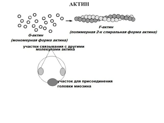 АКТИН