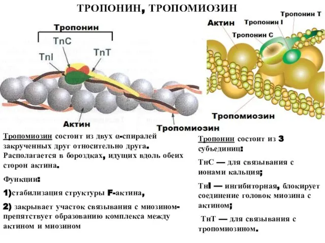 Тропомиозин состоит из двух α-спиралей закрученных друг относительно друга. Располагается в бороздках,