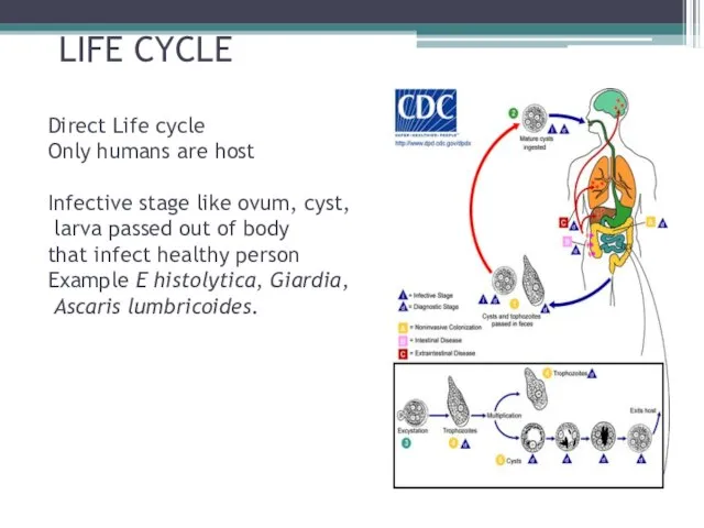 LIFE CYCLE Direct Life cycle Only humans are host Infective stage like