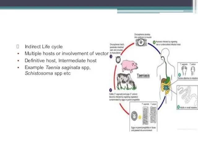 Indirect Life cycle Multiple hosts or involvement of vector Definitive host, Intermediate