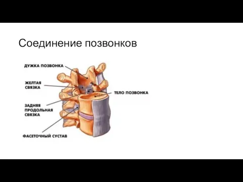 Соединение позвонков