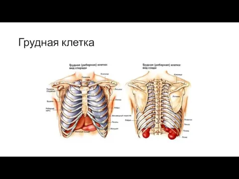 Грудная клетка