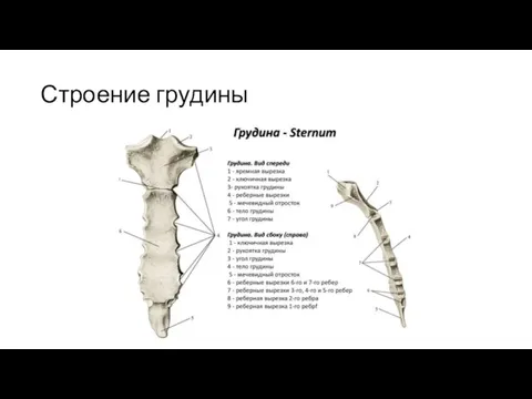 Строение грудины