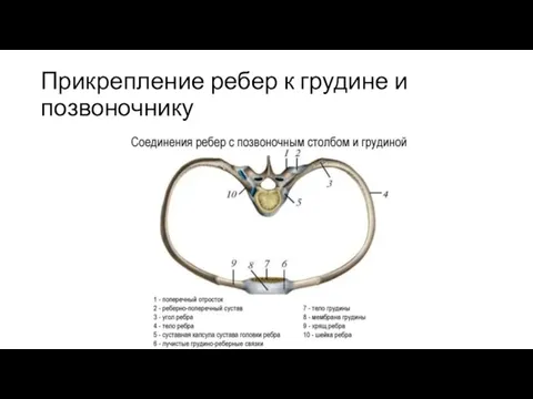 Прикрепление ребер к грудине и позвоночнику