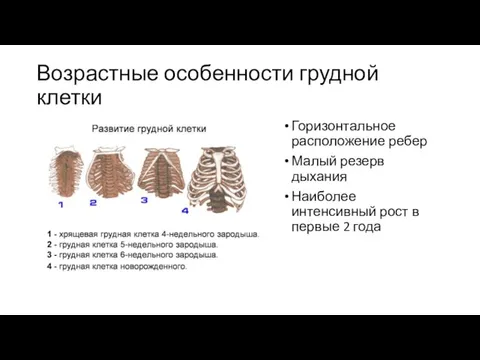 Возрастные особенности грудной клетки Горизонтальное расположение ребер Малый резерв дыхания Наиболее интенсивный