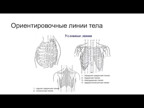 Ориентировочные линии тела