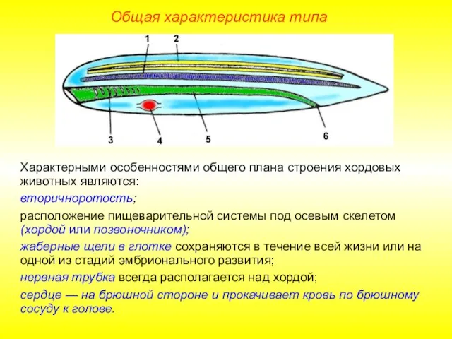 Общая характеристика типа Характерными особенностями общего плана строения хордовых животных являются: вторичноротость;