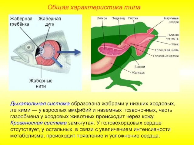 Общая характеристика типа Дыхательная система образована жабрами у низших хордовых, легкими —