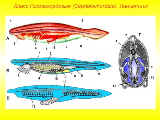 Класс Головохордовые (Cephalochordata). Ланцетник
