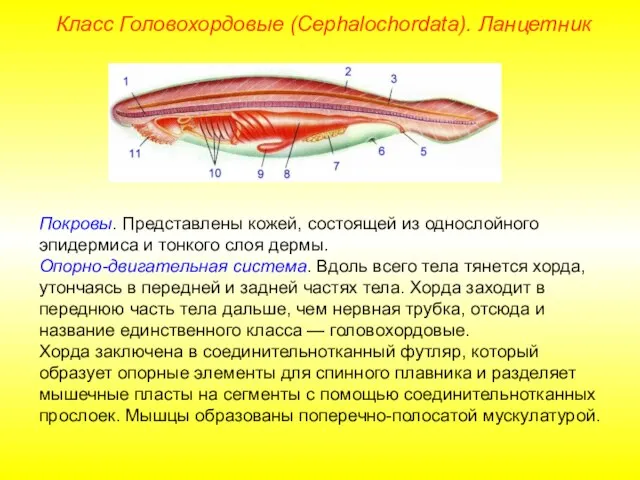 Класс Головохордовые (Cephalochordata). Ланцетник Покровы. Представлены кожей, состоящей из однослойного эпидермиса и