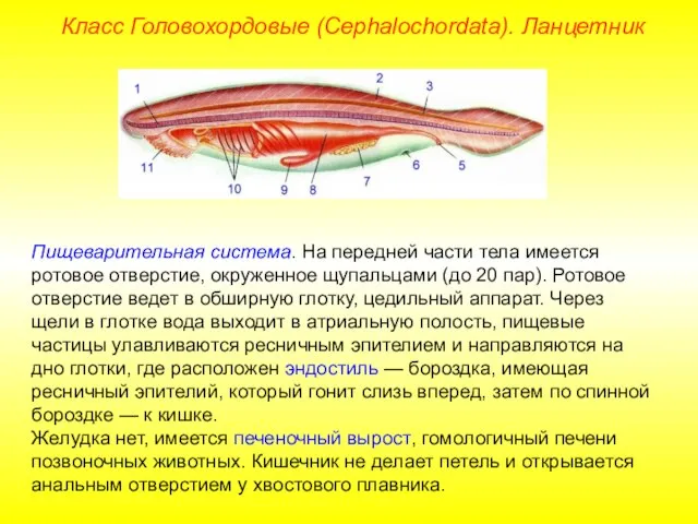 Класс Головохордовые (Cephalochordata). Ланцетник Пищеварительная система. На передней части тела имеется ротовое