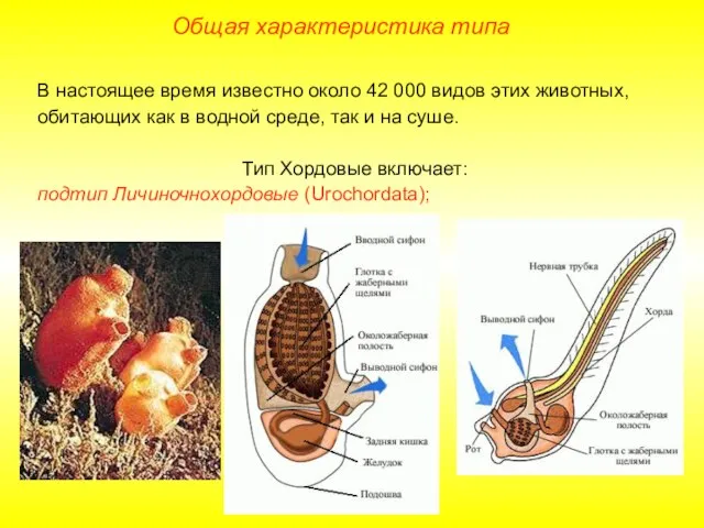 Общая характеристика типа В настоящее время известно около 42 000 видов этих