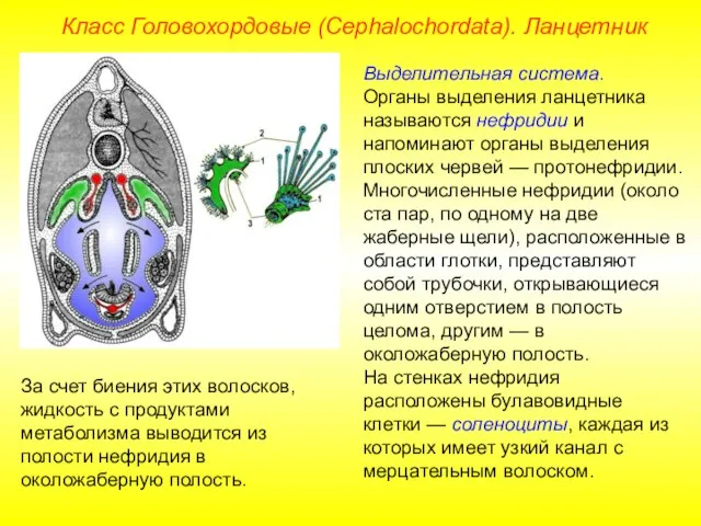 Класс Головохордовые (Cephalochordata). Ланцетник Выделительная система. Органы выделения ланцетника называются нефридии и