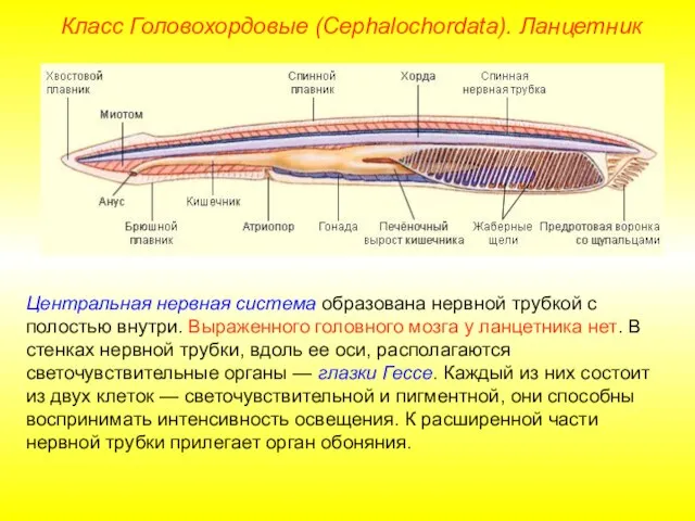 Класс Головохордовые (Cephalochordata). Ланцетник Центральная нервная система образована нервной трубкой с полостью