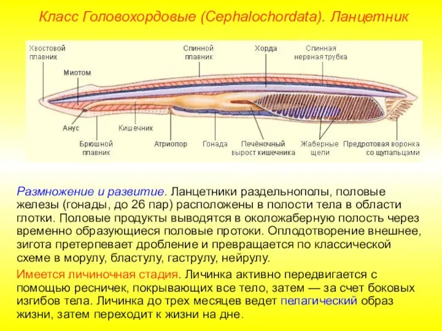 Класс Головохордовые (Cephalochordata). Ланцетник Размножение и развитие. Ланцетники раздельнополы, половые железы (гонады,