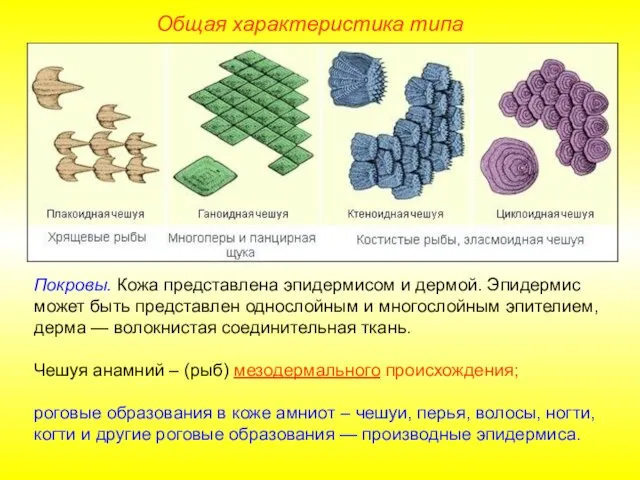 Общая характеристика типа Покровы. Кожа представлена эпидермисом и дермой. Эпидермис может быть