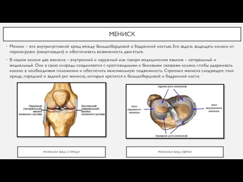 МЕНИСК Мениск – это внутрисуставной хрящ между большеберцовой и бедренной костью. Его