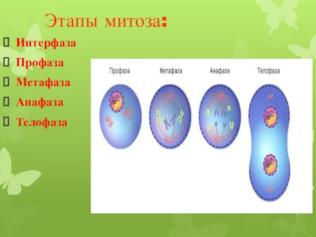 Этапы митоза: Интерфаза Профаза Метафаза Анафаза Телофаза