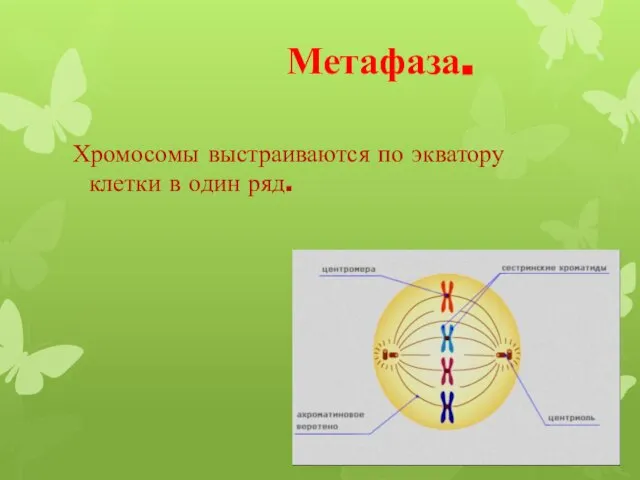 Метафаза. Хромосомы выстраиваются по экватору клетки в один ряд.