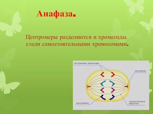 Анафаза. Центромеры разделяются и хроматиды стали самостоятельными хромосомами.