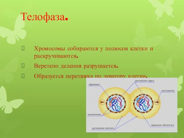 Телофаза. Хромосомы собираются у полюсов клетки и раскручиваются. Веретено деления разрушается. Образуется перетяжка по экватору клетки.