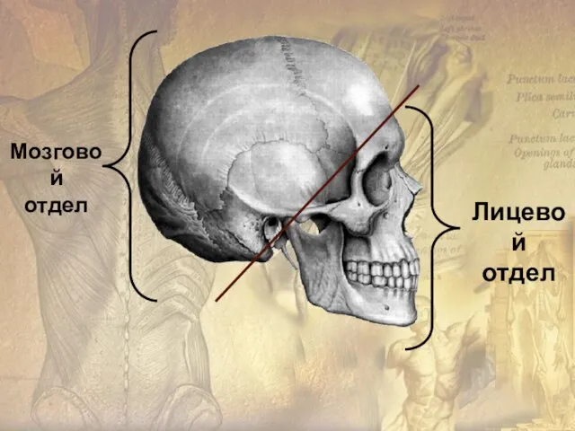 Лицевой отдел Мозговой отдел