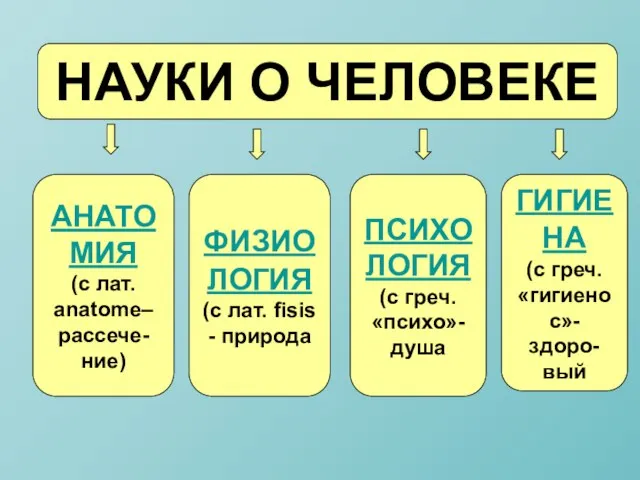 НАУКИ О ЧЕЛОВЕКЕ АНАТОМИЯ (с лат. anatome– рассече-ние) ФИЗИОЛОГИЯ (с лат. fisis