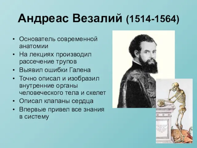 Андреас Везалий (1514-1564) Основатель современной анатомии На лекциях производил рассечение трупов Выявил