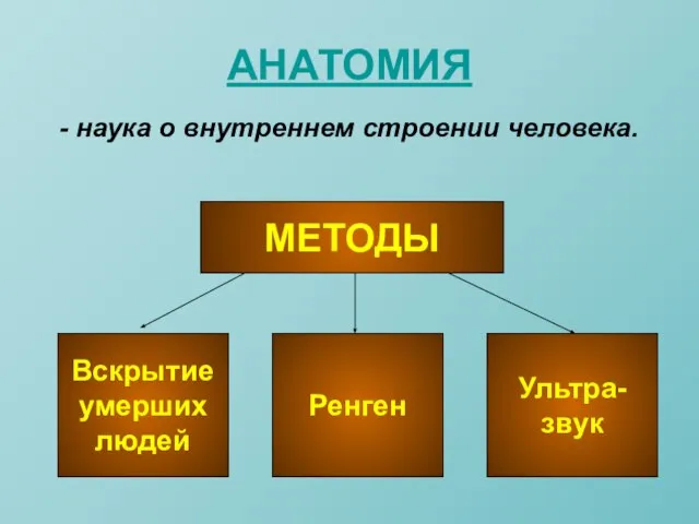 АНАТОМИЯ - наука о внутреннем строении человека. МЕТОДЫ Вскрытие умерших людей Ренген Ультра-звук