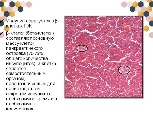 Инсулин образуется в β-клетках ПЖ β-клетки (бета-клетки) составляют основную массу клеток панкреатичекого