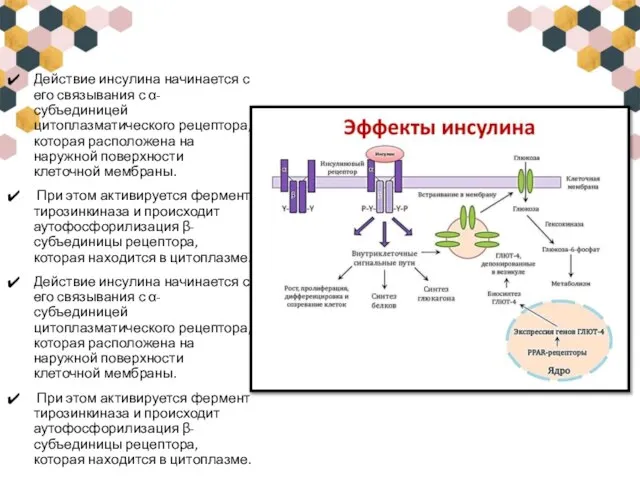 Действие инсулина начинается с его связывания с α-субъединицей цитоплазматического рецептора, которая расположена